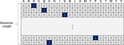 TMP- SSurface2: A Novel Deep Learning-Based Surface Accessibility Predictor for Transmembrane Protein Sequence